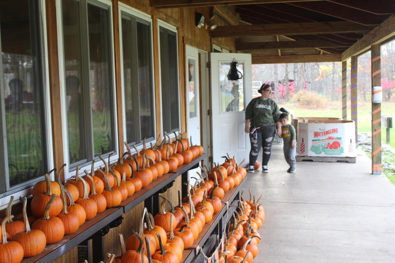 Pumpkins lined up for Halloweekend